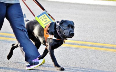 How Do I Get A Service Dog?