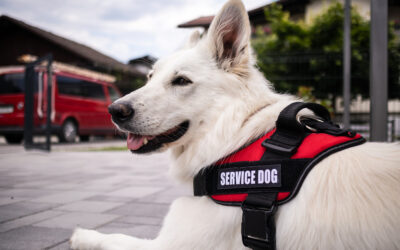 What the ADA Means to Me